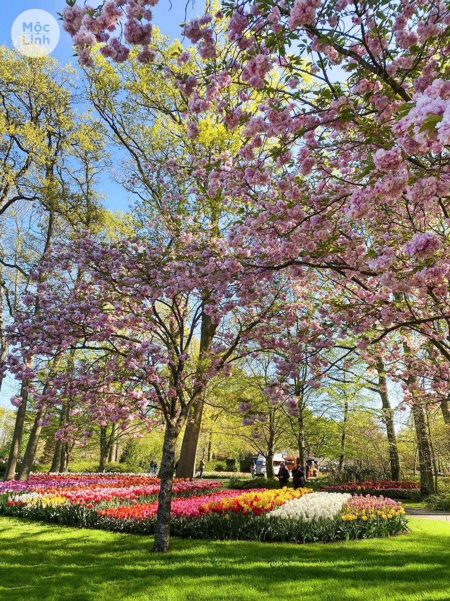 Hà Lan với lễ hội Keukenhof chính là điểm đến lý tưởng vào mùa xuân cho khách du lịch