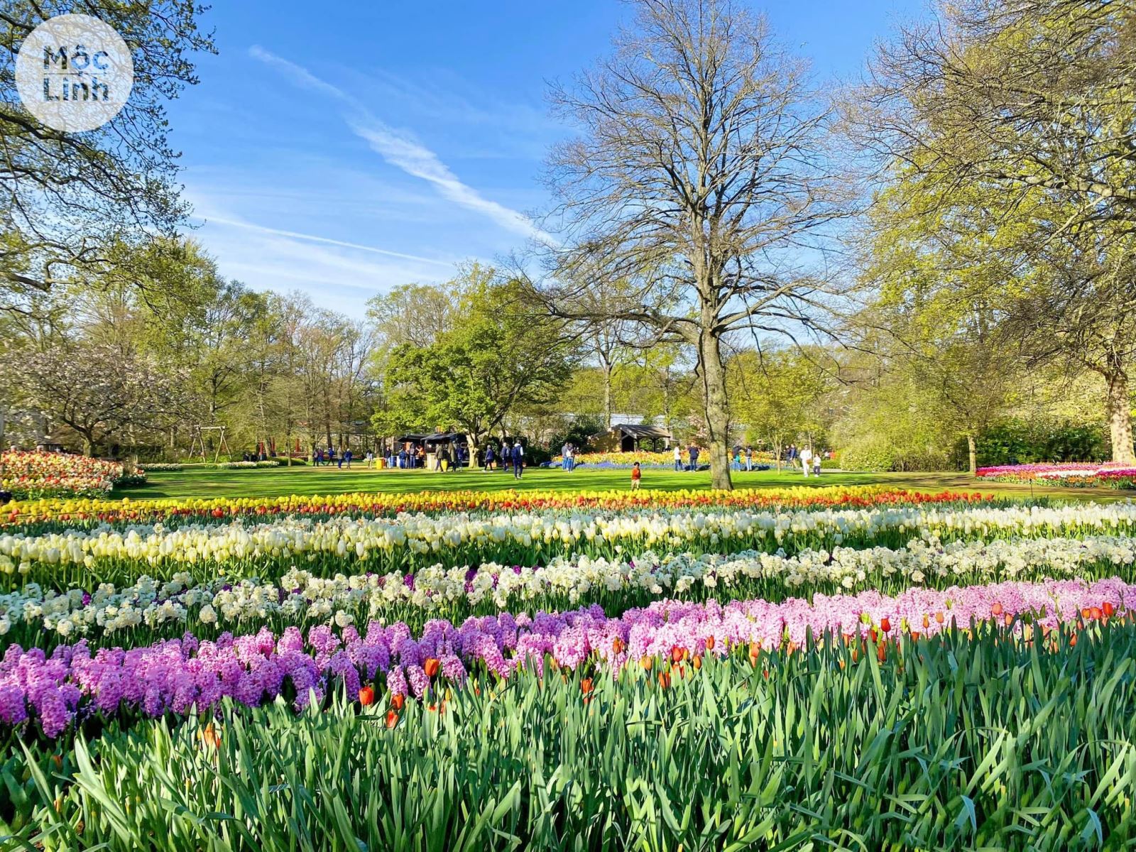 Keukenhof được mệnh danh là vườn hoa lớn nhất châu Âu